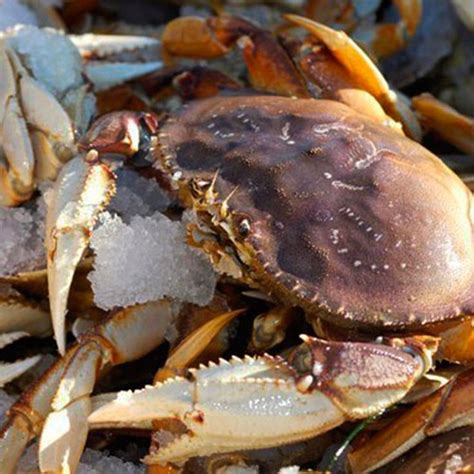 Live dungeness crab near me. Things To Know About Live dungeness crab near me. 